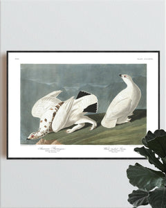 American Ptarmigan and White-Tailed Grous Print by John Audubon