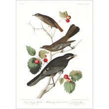 Load image into Gallery viewer, Little Tawny Thrush Ptiliogony&#39;s Townsendi and Canada Jay Print by John Audubon