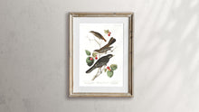 Load image into Gallery viewer, Little Tawny Thrush Ptiliogony&#39;s Townsendi and Canada Jay Print by John Audubon