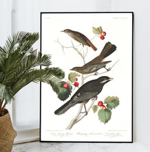 Load image into Gallery viewer, Little Tawny Thrush Ptiliogony&#39;s Townsendi and Canada Jay Print by John Audubon