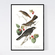 Load image into Gallery viewer, Little Tawny Thrush Ptiliogony&#39;s Townsendi and Canada Jay Print by John Audubon