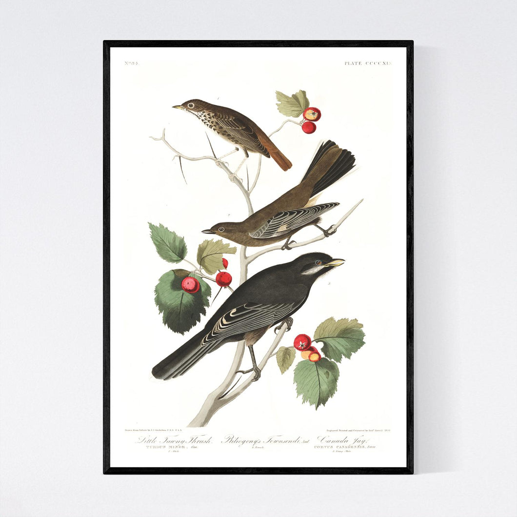 Little Tawny Thrush Ptiliogony's Townsendi and Canada Jay Print by John Audubon