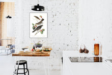 Load image into Gallery viewer, Little Tawny Thrush Ptiliogony&#39;s Townsendi and Canada Jay Print by John Audubon