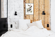 Load image into Gallery viewer, Little Tawny Thrush Ptiliogony&#39;s Townsendi and Canada Jay Print by John Audubon