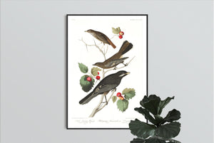 Little Tawny Thrush Ptiliogony's Townsendi and Canada Jay Print by John Audubon