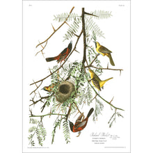 Load image into Gallery viewer, Orchard Oriole Print by John Audubon