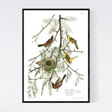 Load image into Gallery viewer, Orchard Oriole Print by John Audubon