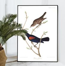 Load image into Gallery viewer, Prairie Starling Print by John Audubon