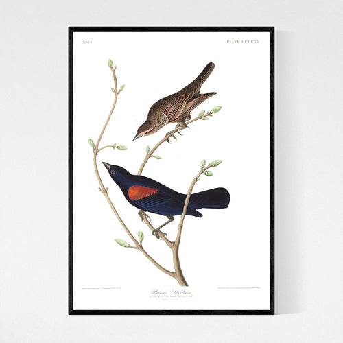 Prairie Starling Print by John Audubon