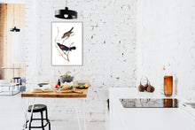 Load image into Gallery viewer, Prairie Starling Print by John Audubon