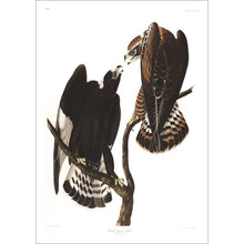 Load image into Gallery viewer, Rough-Legged Falcon Print by John Audubon