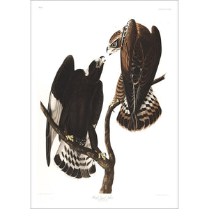 Rough-Legged Falcon Print by John Audubon