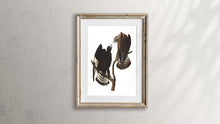 Load image into Gallery viewer, Rough-Legged Falcon Print by John Audubon