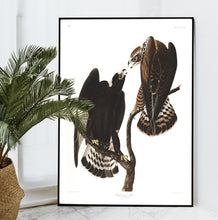 Load image into Gallery viewer, Rough-Legged Falcon Print by John Audubon