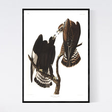 Load image into Gallery viewer, Rough-Legged Falcon Print by John Audubon