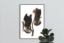 Load image into Gallery viewer, Rough-Legged Falcon Print by John Audubon