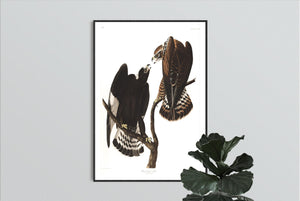 Rough-Legged Falcon Print by John Audubon