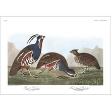 Load image into Gallery viewer, Plumed-Partridge and Thick-Legged Partridge Print by John Audubon