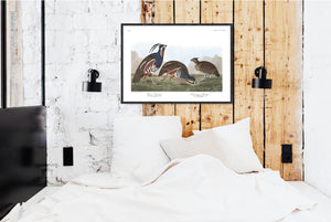 Plumed-Partridge and Thick-Legged Partridge Print by John Audubon