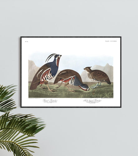 Plumed-Partridge and Thick-Legged Partridge Print by John Audubon