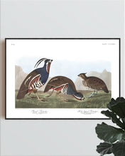 Load image into Gallery viewer, Plumed-Partridge and Thick-Legged Partridge Print by John Audubon