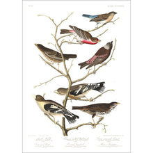 Load image into Gallery viewer, Lazuli Finch Crimson-Necked Bullfinch Grey-Crowned Linnet Cow Pen Brid Evening Grosbeak and Brown Longspur Print by John Audubon