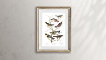 Load image into Gallery viewer, Lazuli Finch Crimson-Necked Bullfinch Grey-Crowned Linnet Cow Pen Brid Evening Grosbeak and Brown Longspur Print by John Audubon