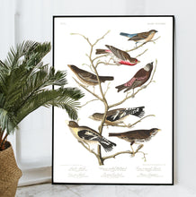 Load image into Gallery viewer, Lazuli Finch Crimson-Necked Bullfinch Grey-Crowned Linnet Cow Pen Brid Evening Grosbeak and Brown Longspur Print by John Audubon