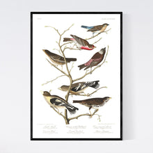 Load image into Gallery viewer, Lazuli Finch Crimson-Necked Bullfinch Grey-Crowned Linnet Cow Pen Brid Evening Grosbeak and Brown Longspur Print by John Audubon
