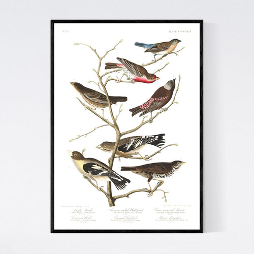 Lazuli Finch Crimson-Necked Bullfinch Grey-Crowned Linnet Cow Pen Brid Evening Grosbeak and Brown Longspur Print by John Audubon