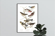 Load image into Gallery viewer, Lazuli Finch Crimson-Necked Bullfinch Grey-Crowned Linnet Cow Pen Brid Evening Grosbeak and Brown Longspur Print by John Audubon