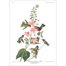 Load image into Gallery viewer, Columbian Humming Bird Print by John Audubon