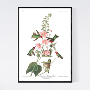 Columbian Humming Bird Print by John Audubon