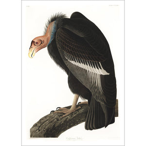 Californian Vulture Print by John Audubon