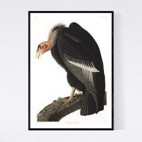 Californian Vulture Print by John Audubon