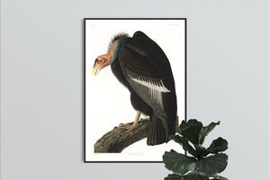 Californian Vulture Print by John Audubon