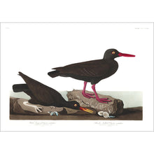 Load image into Gallery viewer, White-Legged Oyster Catcher and Slender-Billed Oyster Catcher Print by John Audubon