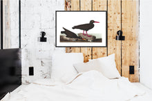 Load image into Gallery viewer, White-Legged Oyster Catcher and Slender-Billed Oyster Catcher Print by John Audubon
