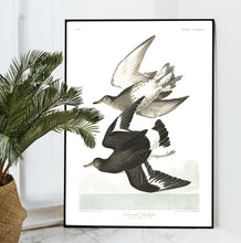 Load image into Gallery viewer, Townsend&#39;s Sandpiper Print by John Audubon
