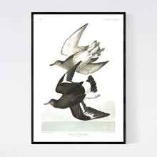 Load image into Gallery viewer, Townsend&#39;s Sandpiper Print by John Audubon