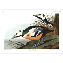 Load image into Gallery viewer, Western Duck Print by John Audubon