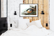 Load image into Gallery viewer, Western Duck Print by John Audubon