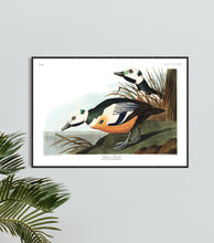 Load image into Gallery viewer, Western Duck Print by John Audubon