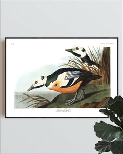 Western Duck Print by John Audubon