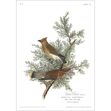 Load image into Gallery viewer, Cedar Bird Print by John Audubon