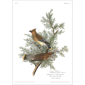 Cedar Bird Print by John Audubon