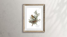 Load image into Gallery viewer, Cedar Bird Print by John Audubon