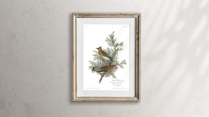Cedar Bird Print by John Audubon