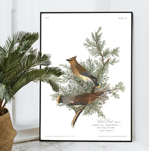 Load image into Gallery viewer, Cedar Bird Print by John Audubon