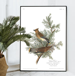 Cedar Bird Print by John Audubon